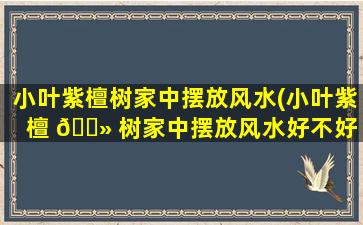 小叶紫檀树家中摆放风水(小叶紫檀 🌻 树家中摆放风水好不好 🐞 )